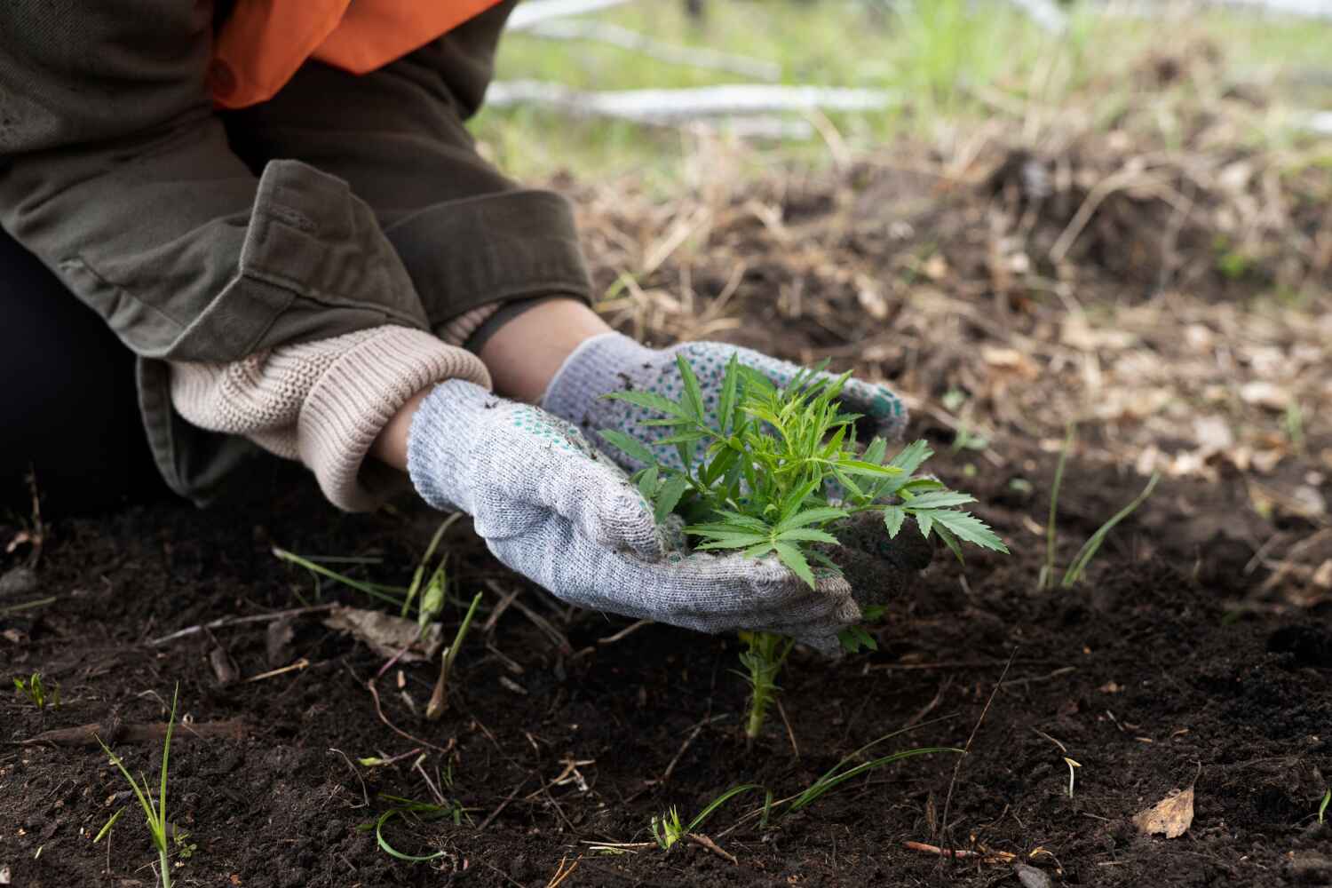 Eco-Friendly Tree Services